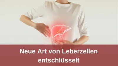 Neue Art von Leberzellen entschlüsselt