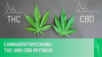 Cannabisforschung: THC und CBD im Fokus - Europas Zurückhaltung