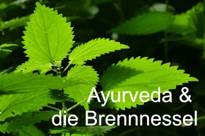 Frühling - Entgiften - Brennnessel: Natürliche Erneuerung