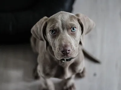 Papaya - Vitamin- und Verdauungs-Booster im Hundefutter?