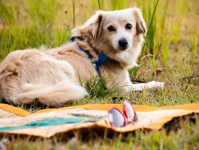 Vorsicht bei Urlaub mit Hund: Sonderregeln in Ferienwohnungen