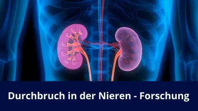 Durchbruch in der Nieren - Forschung