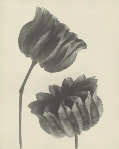 Karl Blossfeldt - Photographie im Licht der Kunst