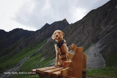 Wandern mit Hund: Sportskanone oder Wasserratte?