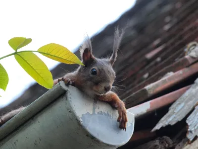 Teure Schäden drohen: Dachrinnen im Herbst reinigen