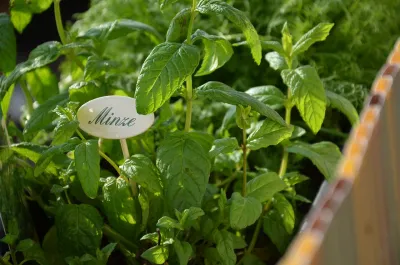 Norbert Seeger's Lieblingskräuter: So gelingt der perfekte Kräutergarten