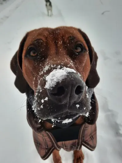 Eiseskälte und Schnee gefährlich für Haustiere