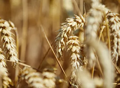 Ernte von CO2-reduziertem Weizen deutlich gesteigert