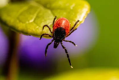 Zeckenalarm: Vorsorge schützt vor Borreliose und FSME