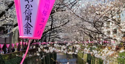 Deutsch-Japaner erklärt: Das steckt hinter der Kirschblüte