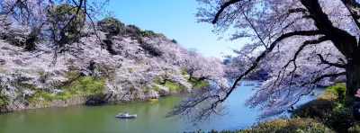 Die Kirschblüte in Japan: Symbol für Achtsamkeit und Einmaligkeit in einer schnelllebigen Welt