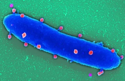 Phagen, Antibiotika-Resistenzen, MRE und neue Antibiotika - die leise Pandemie erkennen und bekämpfen