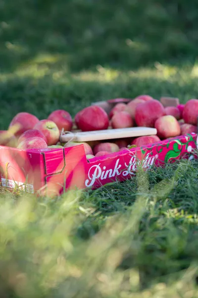 Pink Lady Europe verlost 500 Patenschaften für Apfelbäume in Südtirol