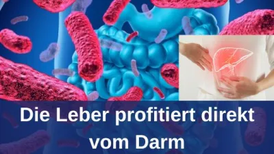 Die Leber profitiert direkt vom Darm