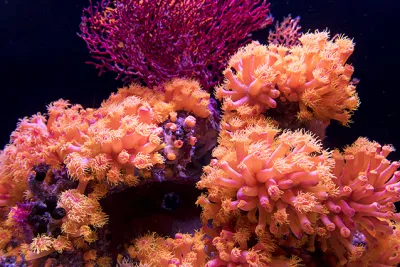Korallen-Wissen erhöht Bereitschaft zum Korallen-Schutz