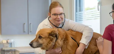 Tierarztpraxen im Wandel der Zeit - Die Zukunft der Tierärzte