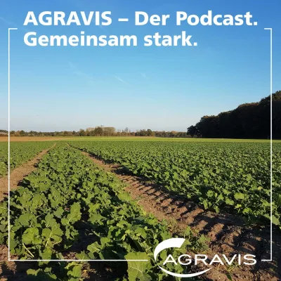AGRAVIS-Podcast: Tipps für die Rapsaussaat