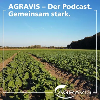 Podcast der AGRAVIS Raiffeisen AG zum Thema Zwischenfrüchte