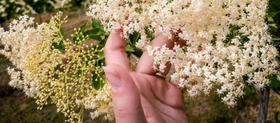 Intensiver Duft, zarte Blüten - Holunder weckt Erinnerungen