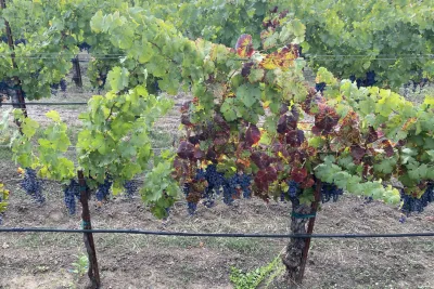 Virus beeinträchtigt die globale Weinproduktion